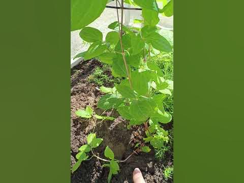 Укоренение клематиса отводком - YouTube