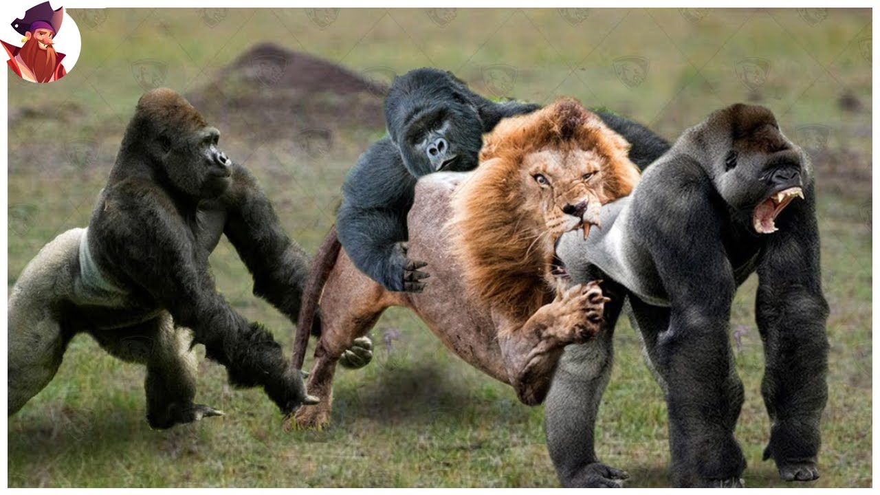 ¿Quién es más fuerte un gorila o un chimpancé?