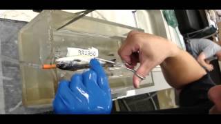 Example of Surgically Tagging a Fish with an Acoustic Tag for Fisheries Research