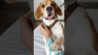 Beagle or Basset Hound: Which one's Better? #beagle #beagles #bassethound #beaglepuppy