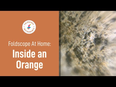 Foldscope at Home: Inside an Orange