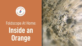 Foldscope at Home: Inside an Orange