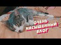 Влог. Откуда у нас кот!?