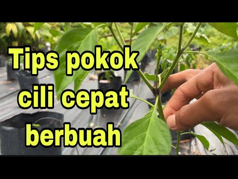 Video: Berapa besarkah pokok daun luruh?