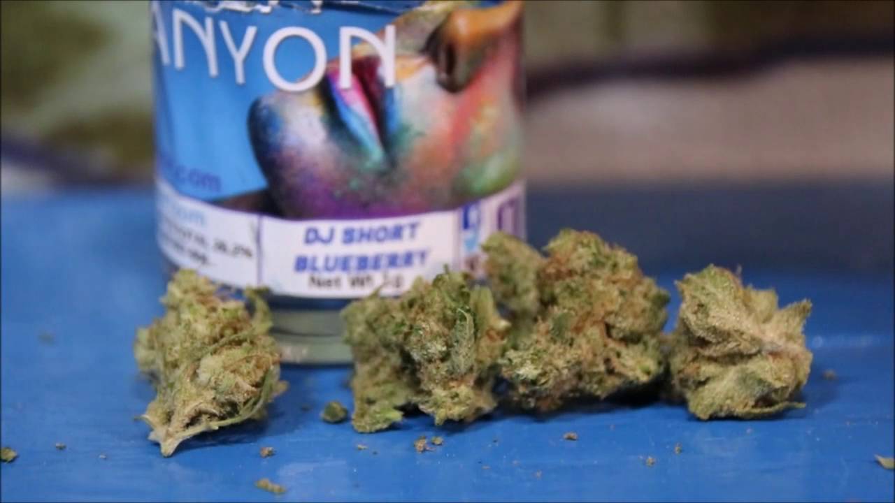 Koala Canyon   DJ Short Blueberry Strain Review