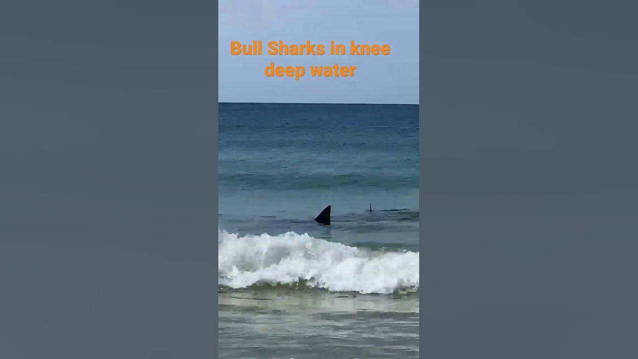 Scary - Two 7 ft bulk sharks in surf in Gulf Shores, Alabama - YouTube