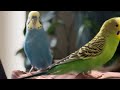 Beautiful chattering taking and singing budgie | parakeet parrots | Birds Chattering