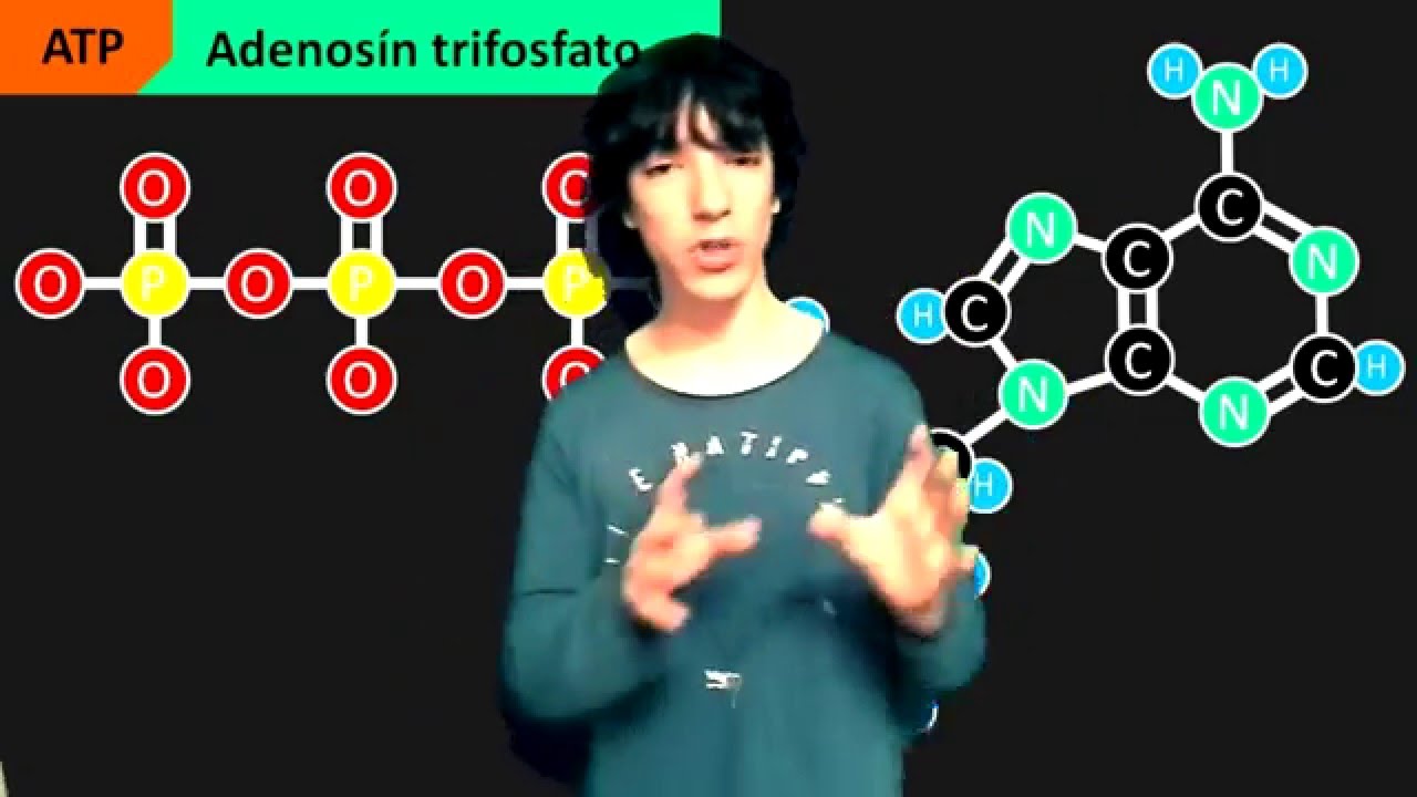 ATP - Hidrólisis, Fosforilación, Estructura y Función