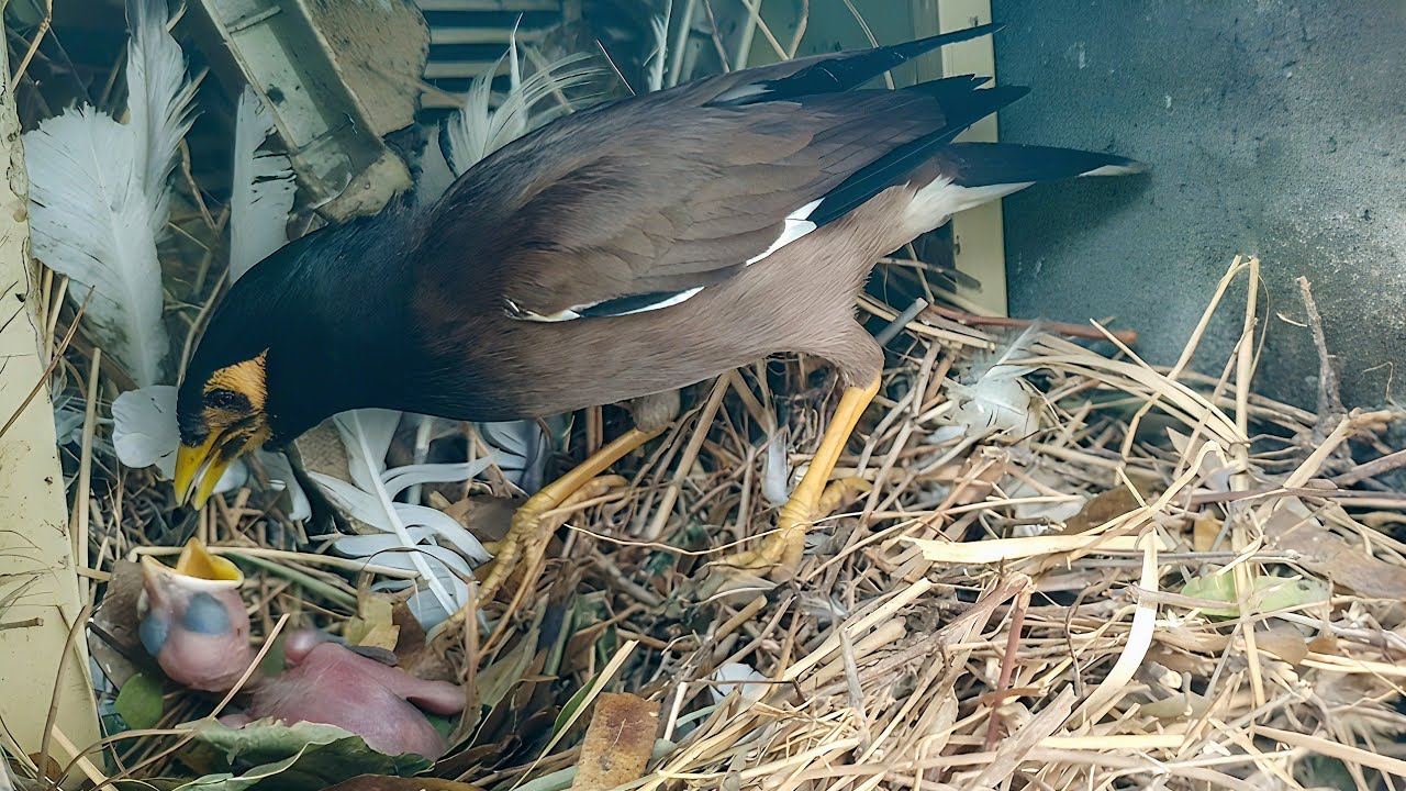 Myna bird Caring for Its Newly Hatched Nest Chicks Inside a Hidden Nest!