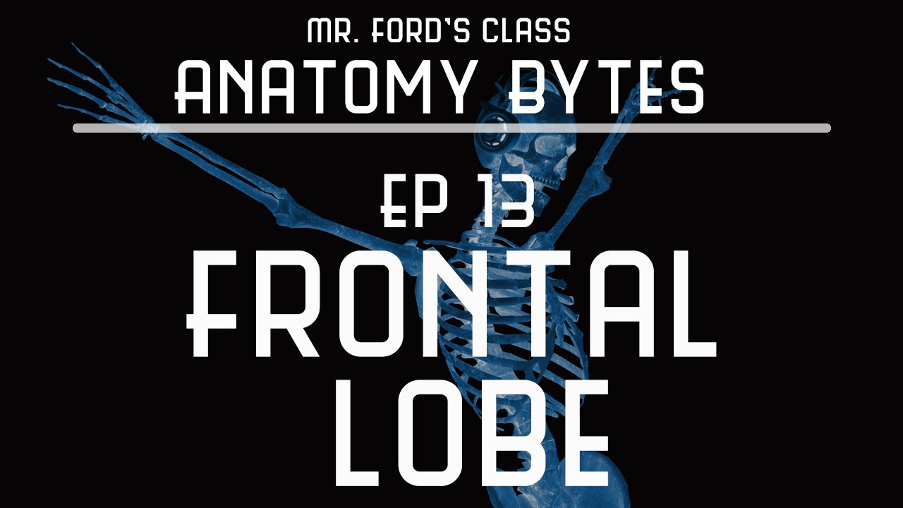 Frontal Lobe of the Brain : Ep 13 Anatomy Bytes - YouTube