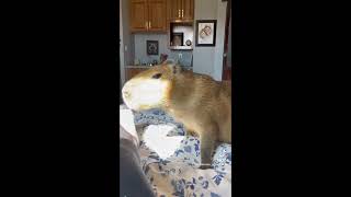 Capybara tiktoks part 27
