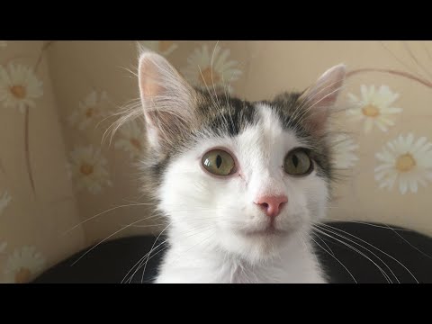 Накорми кота  Вкусный и проверенный рецепт жидкого корма по 120 рублей за кг