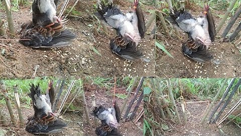 ใส่กับดักนกเขาได้ดีมาก cuab npuab mag zoo hee