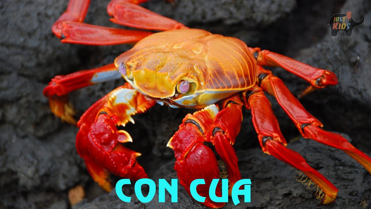 Tiếng Kêu Động Vật | Hình Ảnh Và Tiếng Kêu Của Con Cua | Sounds And Image  Of Crab - Youtube