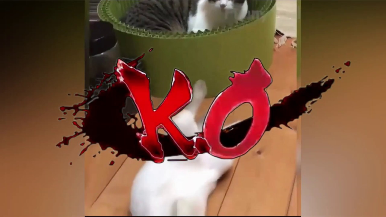 Funny Pets Compilation #2 - YouTube