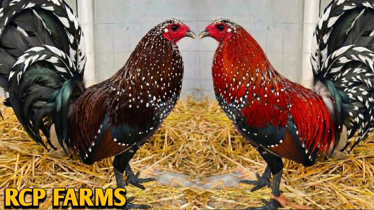 Beautiful Birds - RCP FARM