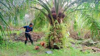 panen sawit mantap banyak semak pohonnya