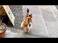 パン屋さん来た!ミー子ダッシュ!今回は住職よりおかみの方がウキウキしてたパン選び