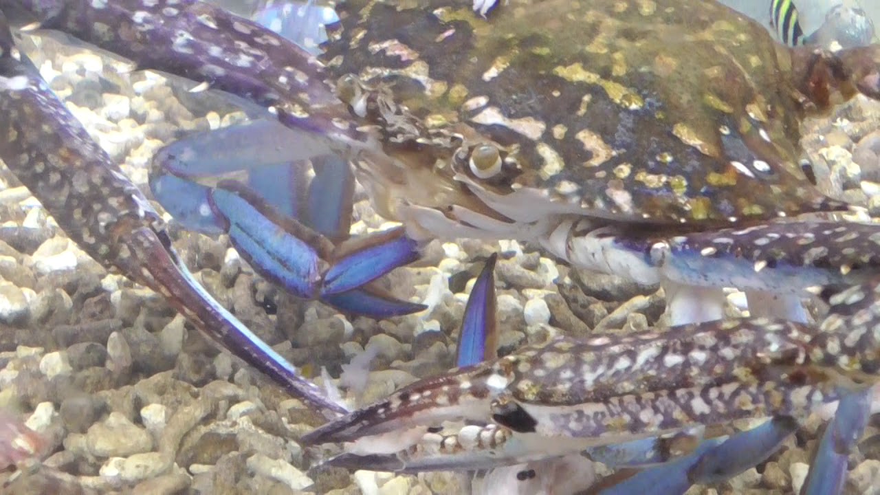 タイワンガザミ ワタリガニ が 沖アミを捕食するシーン 実はアミエビも食べます 釣太郎のカニ飼育動画 Youtube タイワンガザミ ワタリガニ が 沖アミを捕食するシーン 実はアミエビも食べます 釣太郎のカニ飼育動画 Youtube