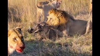 Lions chasing wildebeest | Warthog  vs. Cheetah | Lion eats baby warthog | Lion attacks Leopard by LionHub 873 views 4 years ago 10 minutes, 46 seconds