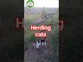 Herding cats is a full-time job! 😹🐈 #Shorts #FunnyCats #CatHerding