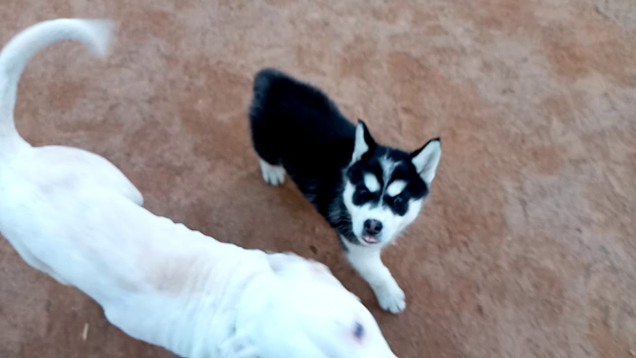 Chiots husky âgé de 2 mois dispo YouTube