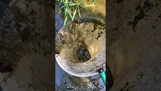 Salvo Pesci Che Stanno Per More