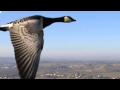 Miniature de la vidéo de la chanson Le Chasseur