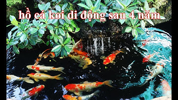 Hồ cá koi di động kết hợp non bộ thác nước sau 4 năm hoạt động