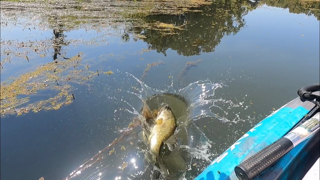 california delta bass fishing on Labor Day weekend