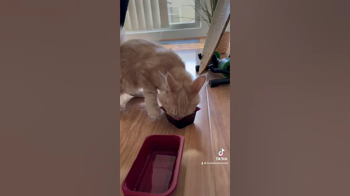 Watch the video about Would you forgive me?🥺#mainecoon #mainecoonkitten #cutecat #cutekitten #catlife #catoftheday