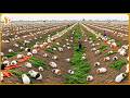 How Peru Turned Its Barren Desert into a $15 Billion Agricultural Export Empire