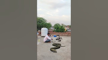 snake vfx video #ytshorts #viral #magic #vfx #vfxshorts #trending #snake naag