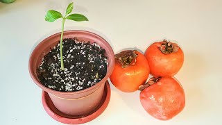 كيفية زراعة بذور الكاكي أو الخرمة أو الخرمال الكاكي أو بيريسيمين _ How to grow Persimmon from seeds