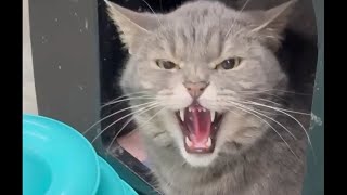 Nail Biting News!! 🐾🐾 #breakingnews #cat #nailsalon #comedy #thisisrescue by Furball Farm Cat Sanctuary 2,977 views 2 months ago 1 minute, 1 second