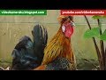 Rooster crowing sounds one hour  04032018 hq audio