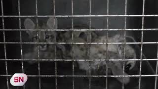 SE ENCONTRARON DOS CACHORROS DE PUMA EN ORDOÑEZ (1°)