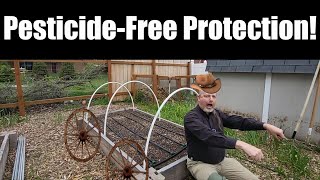 Protect Your Vegetables Without A Greenhouse! Row Cover is Amazing!