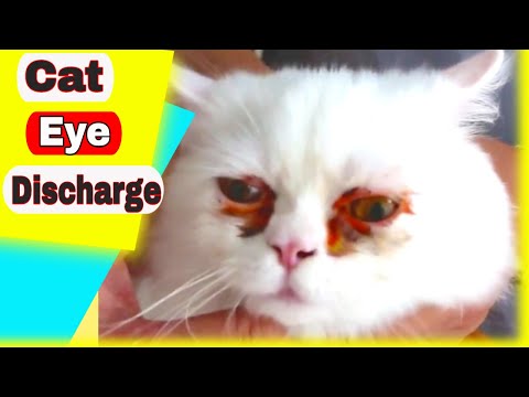 Video: Мышыктардагы Ирис Цисталары - Cat Eye Problems