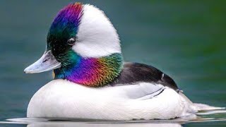 Male Bufflehead Duck Swimming, Bathing, and Taking Off Update