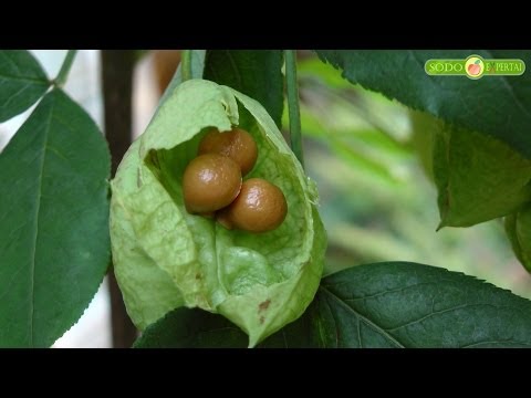 Video: Amorpha krūmų augalas ir jo naudojimas medicinoje