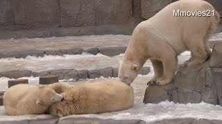 ふたりとも頑張れ！レフェリーはララ~Referee is Mother,Polar Bears