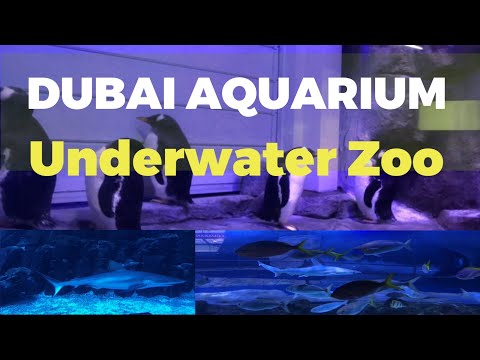 Exploring Dubai Aquarium & Underwater Zoo