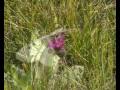 Carpathian wildlife - The Apollo butterfly (Parnassius Apollo).avi