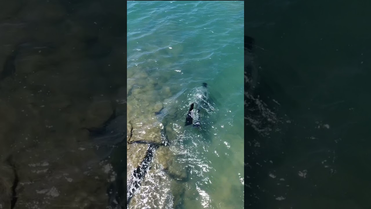 Rock bars hold big Barra