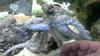 Download lagu Octopus vulgaris