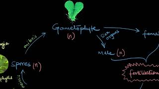 Pteridophytes | Plant Kingdom | Biology | Khan Academy