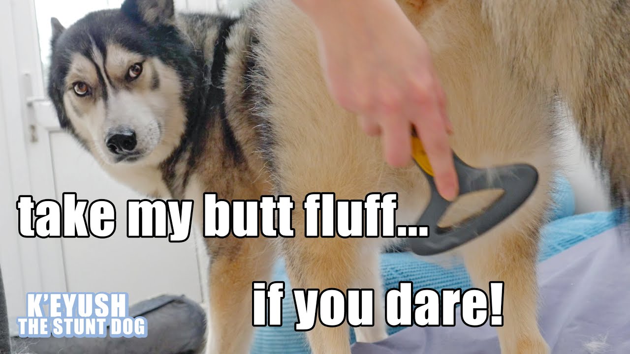 Husky HATES His Butt Being Brushed! He Farts in My FACE! YouTube
