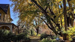History of Lachford Hall and the Ginkgo