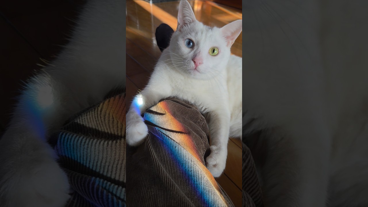 🐱飼い主の足の上がすき #猫